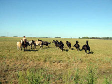 Argentina-Buenos Aires-Pampas Polo and Trail